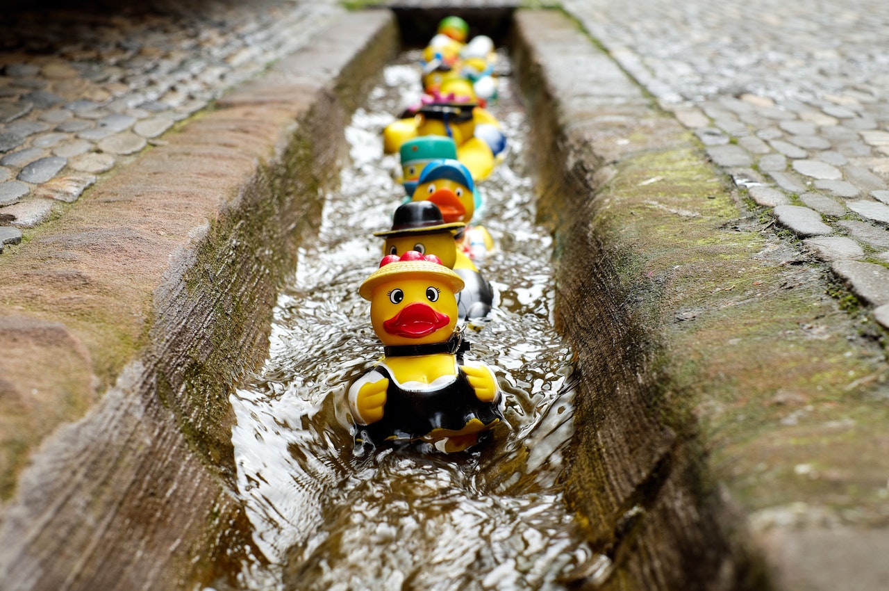 A photograph of a line of rubber ducks floating down what appears to be a concrete gutter in between two cobblestone paths.
