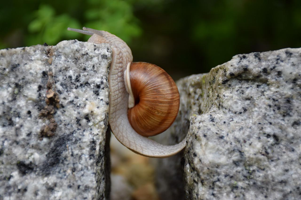 A photograph of a snail attempting to cross the gap between two large rocks. The snail is climbing out of the gap and onto one of the rocks, apparently traveling from the opposite one.