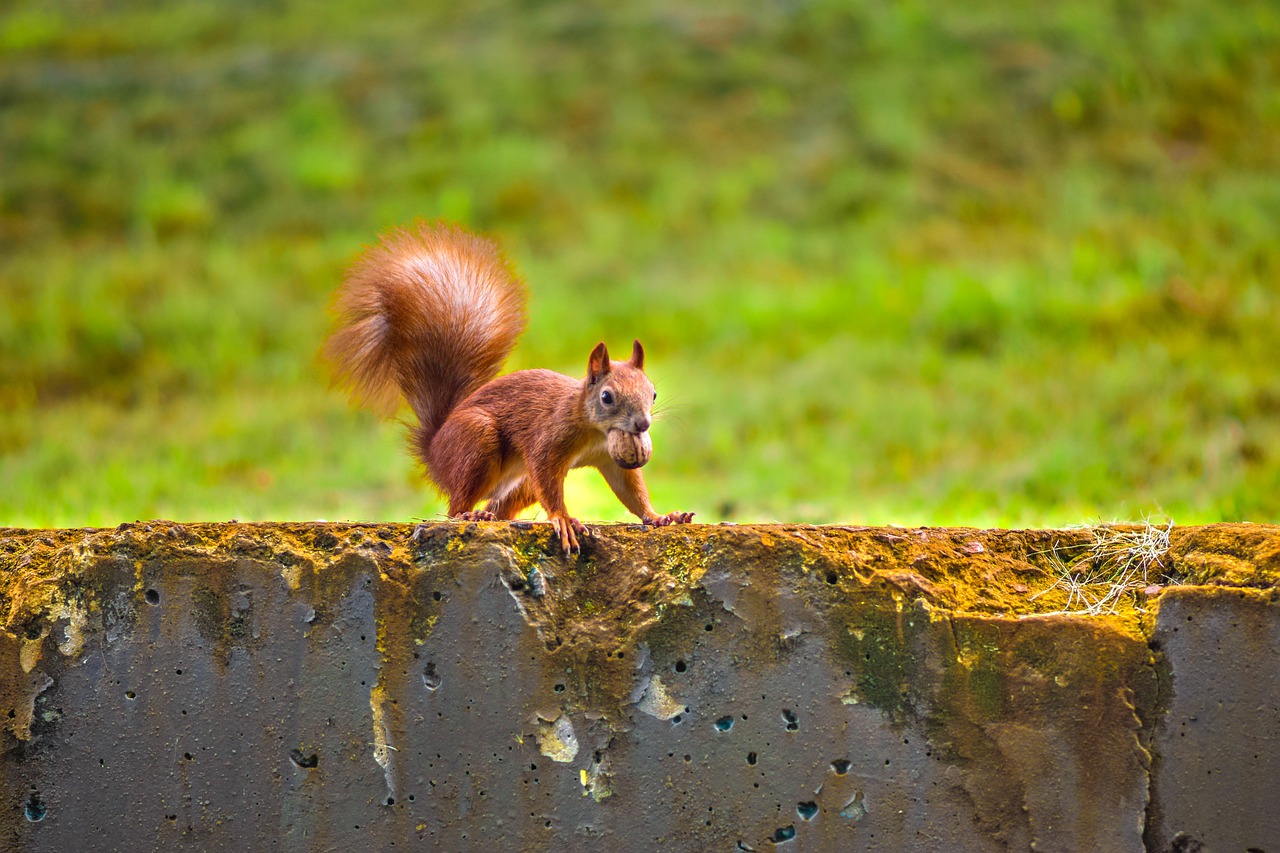 A photograph of a squirrel with a walnut in its mouth perched on a concrete wall. The squirrel appears to be looking for a place to put the nut.